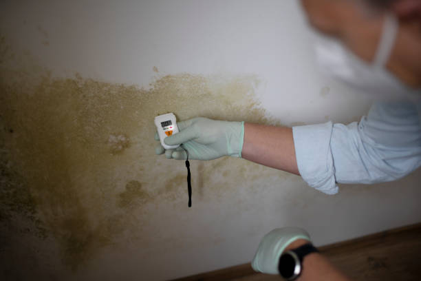 Mold Remediation for Rental Properties